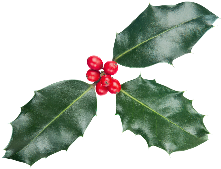 Christmas Holly - Isolated