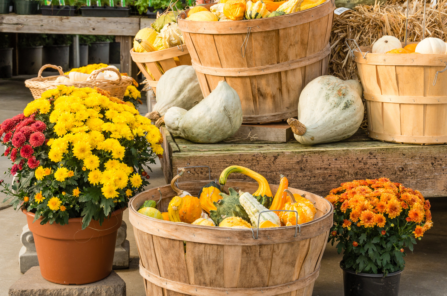 Gourds and flowers in fall display