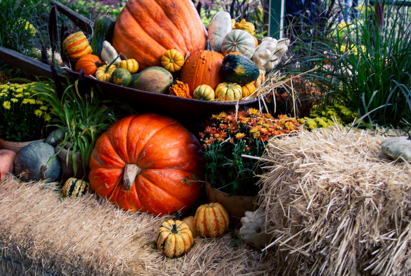 pumpkins and a fall display