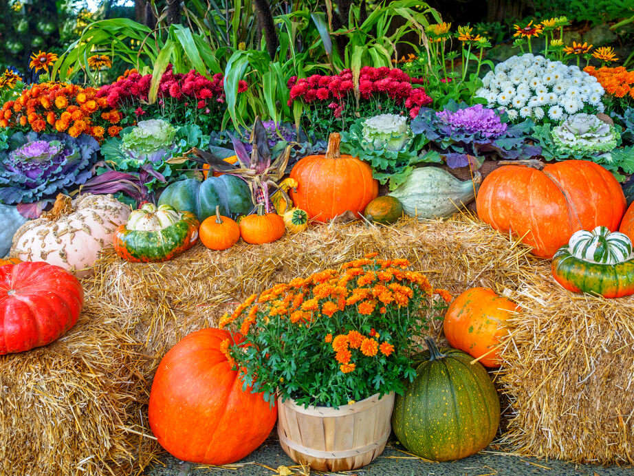 Fall produce arranged on a display during Thanksgiving season